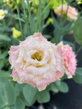 LISIANTHUS Voyage Champagne II